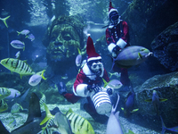 A diver dressed as Santa Claus feeds the fish during a special seasonal feeding performance to celebrate Christmas at Sea Life Bangkok Ocean...