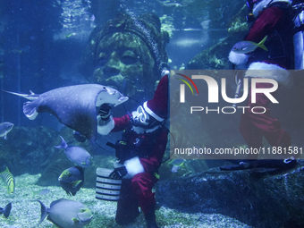 A diver dressed as Santa Claus feeds a ray fish during a special seasonal feeding performance to celebrate Christmas at Sea Life Bangkok Oce...