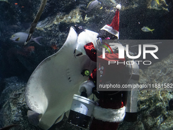 A diver dressed as Santa Claus feeds a ray fish during a special seasonal feeding performance to celebrate Christmas at Sea Life Bangkok Oce...