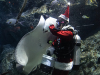 A diver dressed as Santa Claus feeds a ray fish during a special seasonal feeding performance to celebrate Christmas at Sea Life Bangkok Oce...