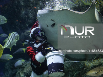 A diver dressed as Santa Claus feeds a ray fish during a special seasonal feeding performance to celebrate Christmas at Sea Life Bangkok Oce...