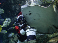 A diver dressed as Santa Claus feeds a ray fish during a special seasonal feeding performance to celebrate Christmas at Sea Life Bangkok Oce...