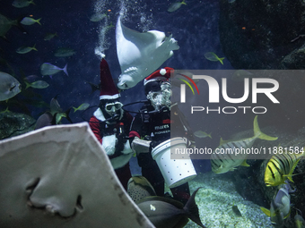 A diver dressed as Santa Claus feeds a ray fish during a special seasonal feeding performance to celebrate Christmas at Sea Life Bangkok Oce...