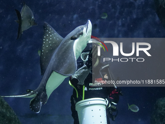 A diver dressed as Santa Claus feeds a ray fish during a special seasonal feeding performance to celebrate Christmas at Sea Life Bangkok Oce...