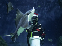 A diver dressed as Santa Claus feeds a ray fish during a special seasonal feeding performance to celebrate Christmas at Sea Life Bangkok Oce...