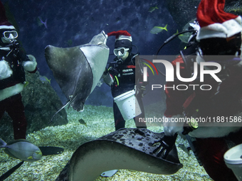 A diver dressed as Santa Claus feeds a ray fish during a special seasonal feeding performance to celebrate Christmas at Sea Life Bangkok Oce...