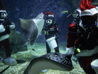 A diver dressed as Santa Claus feeds a ray fish during a special seasonal feeding performance to celebrate Christmas at Sea Life Bangkok Oce...