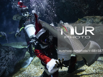 A diver dressed as Santa Claus feeds a ray fish during a special seasonal feeding performance to celebrate Christmas at Sea Life Bangkok Oce...