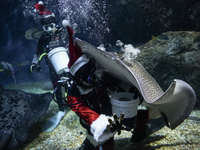 A diver dressed as Santa Claus feeds a ray fish during a special seasonal feeding performance to celebrate Christmas at Sea Life Bangkok Oce...