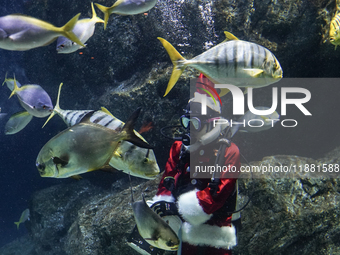 A diver dressed as Santa Claus feeds the fish during a special seasonal feeding performance to celebrate Christmas at Sea Life Bangkok Ocean...