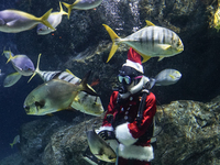 A diver dressed as Santa Claus feeds the fish during a special seasonal feeding performance to celebrate Christmas at Sea Life Bangkok Ocean...