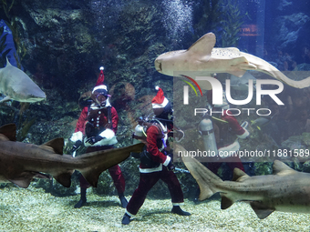 A diver dressed as Santa Claus feeds a shark during a special seasonal feeding performance to celebrate Christmas at Sea Life Bangkok Ocean...