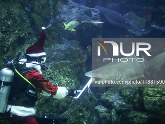 A diver dressed as Santa Claus feeds a shark during a special seasonal feeding performance to celebrate Christmas at Sea Life Bangkok Ocean...