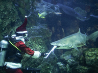 A diver dressed as Santa Claus feeds a shark during a special seasonal feeding performance to celebrate Christmas at Sea Life Bangkok Ocean...