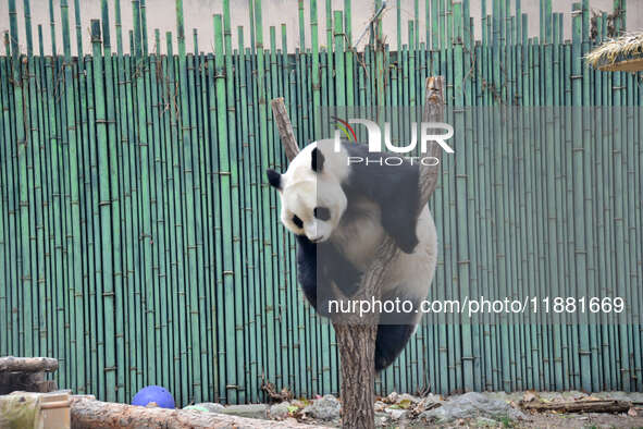 Giant panda ''Fuxing'' climbs a Y-shaped tree stump to play at the Beijing Zoo in Beijing, China, on December 19, 2024. 