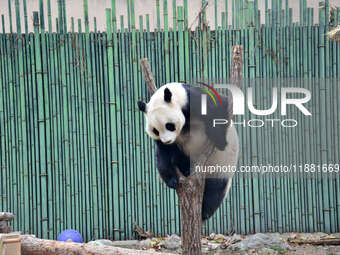 Giant panda ''Fuxing'' climbs a Y-shaped tree stump to play at the Beijing Zoo in Beijing, China, on December 19, 2024. (