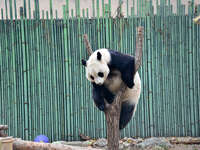 Giant panda ''Fuxing'' climbs a Y-shaped tree stump to play at the Beijing Zoo in Beijing, China, on December 19, 2024. (