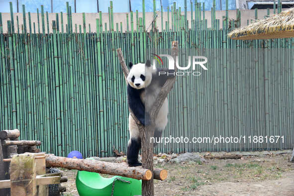 Giant panda ''Fuxing'' climbs a Y-shaped tree stump to play at the Beijing Zoo in Beijing, China, on December 19, 2024. 