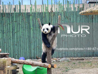 Giant panda ''Fuxing'' climbs a Y-shaped tree stump to play at the Beijing Zoo in Beijing, China, on December 19, 2024. (