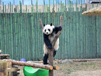 Giant panda ''Fuxing'' climbs a Y-shaped tree stump to play at the Beijing Zoo in Beijing, China, on December 19, 2024. (