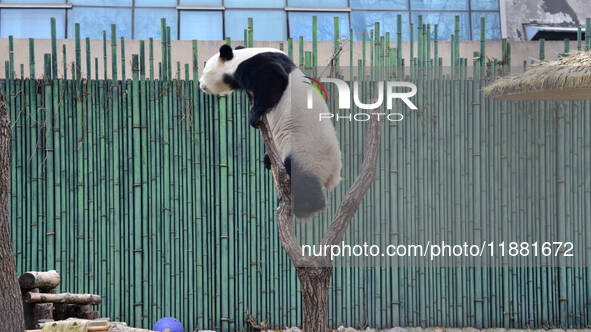 Giant panda ''Fuxing'' climbs a Y-shaped tree stump to play at the Beijing Zoo in Beijing, China, on December 19, 2024. 