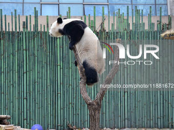 Giant panda ''Fuxing'' climbs a Y-shaped tree stump to play at the Beijing Zoo in Beijing, China, on December 19, 2024. (