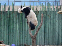 Giant panda ''Fuxing'' climbs a Y-shaped tree stump to play at the Beijing Zoo in Beijing, China, on December 19, 2024. (