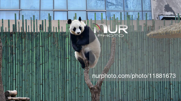 Giant panda ''Fuxing'' climbs a Y-shaped tree stump to play at the Beijing Zoo in Beijing, China, on December 19, 2024. 