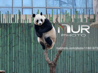 Giant panda ''Fuxing'' climbs a Y-shaped tree stump to play at the Beijing Zoo in Beijing, China, on December 19, 2024. (