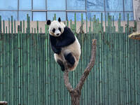 Giant panda ''Fuxing'' climbs a Y-shaped tree stump to play at the Beijing Zoo in Beijing, China, on December 19, 2024. (