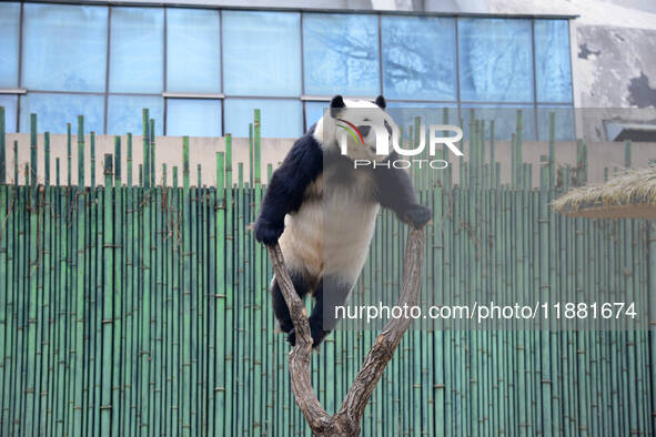 Giant panda ''Fuxing'' climbs a Y-shaped tree stump to play at the Beijing Zoo in Beijing, China, on December 19, 2024. 