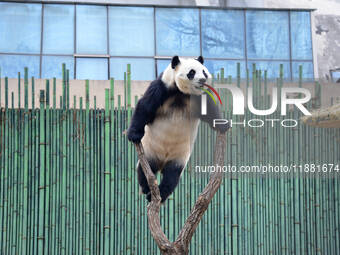 Giant panda ''Fuxing'' climbs a Y-shaped tree stump to play at the Beijing Zoo in Beijing, China, on December 19, 2024. (