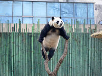 Giant panda ''Fuxing'' climbs a Y-shaped tree stump to play at the Beijing Zoo in Beijing, China, on December 19, 2024. (