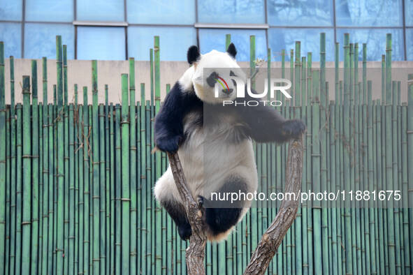 Giant panda ''Fuxing'' climbs a Y-shaped tree stump to play at the Beijing Zoo in Beijing, China, on December 19, 2024. 