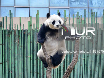 Giant panda ''Fuxing'' climbs a Y-shaped tree stump to play at the Beijing Zoo in Beijing, China, on December 19, 2024. (