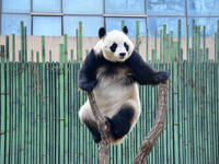 Giant panda ''Fuxing'' climbs a Y-shaped tree stump to play at the Beijing Zoo in Beijing, China, on December 19, 2024. (