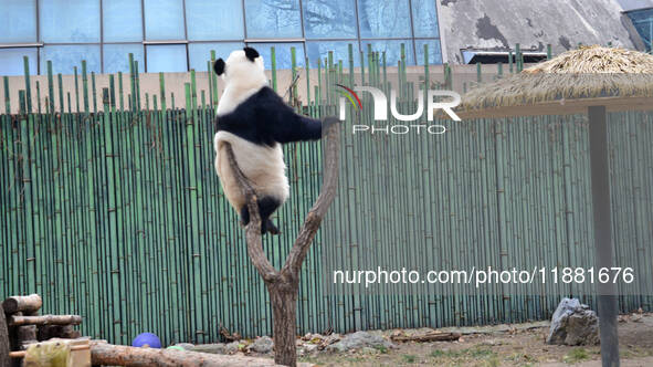 Giant panda ''Fuxing'' climbs a Y-shaped tree stump to play at the Beijing Zoo in Beijing, China, on December 19, 2024. 