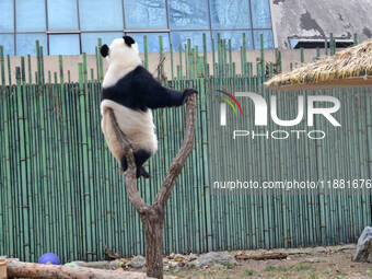 Giant panda ''Fuxing'' climbs a Y-shaped tree stump to play at the Beijing Zoo in Beijing, China, on December 19, 2024. (