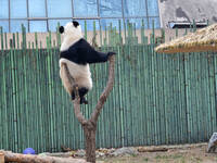 Giant panda ''Fuxing'' climbs a Y-shaped tree stump to play at the Beijing Zoo in Beijing, China, on December 19, 2024. (