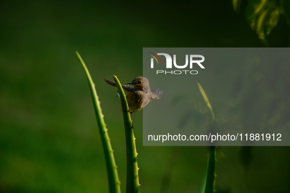 The Taiga Flycatcher, Also Known As The Red-throated Flycatcher (Ficedula Albicilla), in The Region In Tehatta, West Bengal, India, on decem...