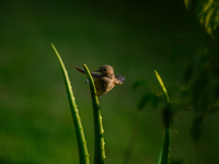 The Taiga Flycatcher, Also Known As The Red-throated Flycatcher (Ficedula Albicilla), in The Region In Tehatta, West Bengal, India, on decem...