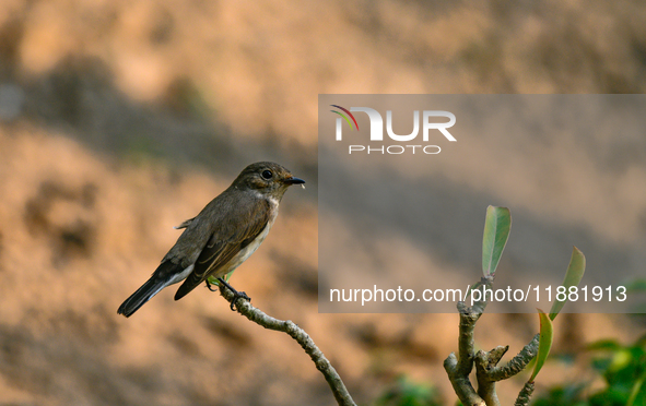 The Taiga Flycatcher, Also Known As The Red-throated Flycatcher (Ficedula Albicilla), in The Region In Tehatta, West Bengal, India, on decem...