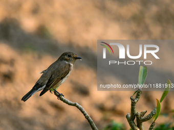 The Taiga Flycatcher, Also Known As The Red-throated Flycatcher (Ficedula Albicilla), in The Region In Tehatta, West Bengal, India, on decem...