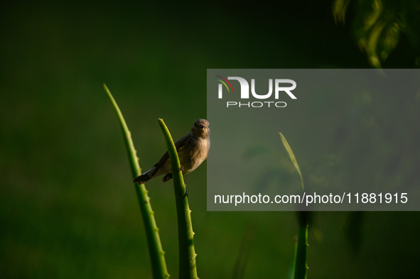 The Taiga Flycatcher, Also Known As The Red-throated Flycatcher (Ficedula Albicilla), in The Region In Tehatta, West Bengal, India, on decem...