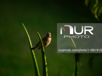 The Taiga Flycatcher, Also Known As The Red-throated Flycatcher (Ficedula Albicilla), in The Region In Tehatta, West Bengal, India, on decem...