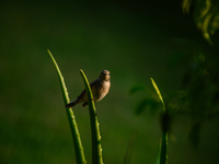 The Taiga Flycatcher, Also Known As The Red-throated Flycatcher (Ficedula Albicilla), in The Region In Tehatta, West Bengal, India, on decem...