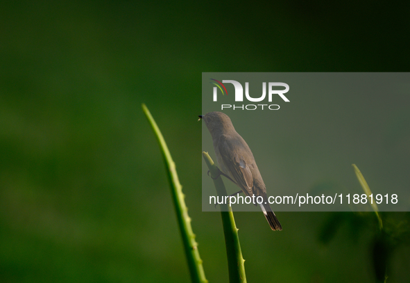 The Taiga Flycatcher, Also Known As The Red-throated Flycatcher (Ficedula Albicilla), in The Region In Tehatta, West Bengal, India, on decem...