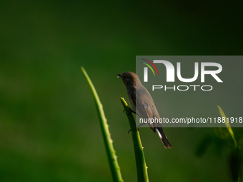 The Taiga Flycatcher, Also Known As The Red-throated Flycatcher (Ficedula Albicilla), in The Region In Tehatta, West Bengal, India, on decem...