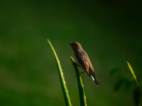 The Taiga Flycatcher, Also Known As The Red-throated Flycatcher (Ficedula Albicilla), in The Region In Tehatta, West Bengal, India, on decem...