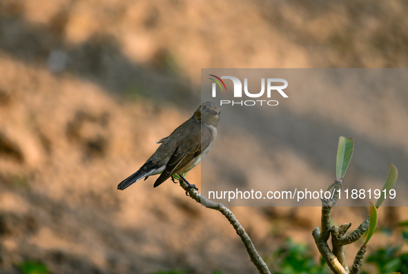 The Taiga Flycatcher, Also Known As The Red-throated Flycatcher (Ficedula Albicilla), in The Region In Tehatta, West Bengal, India, on decem...